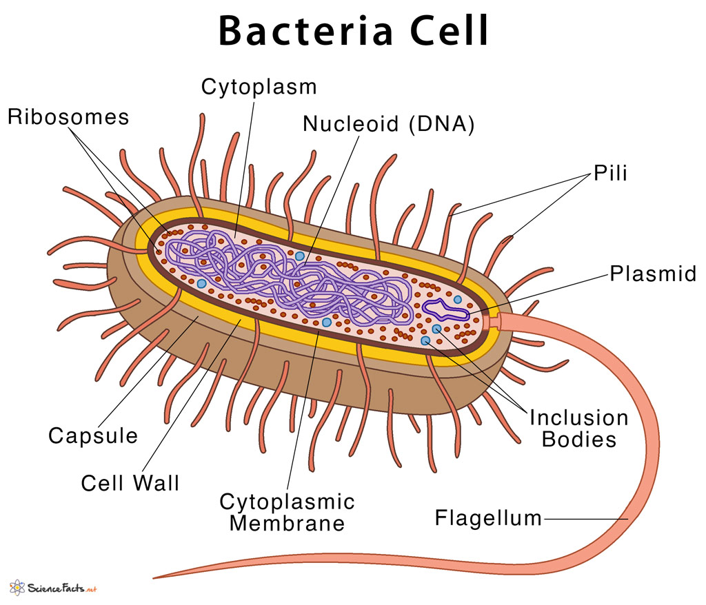 bacterial cell structure