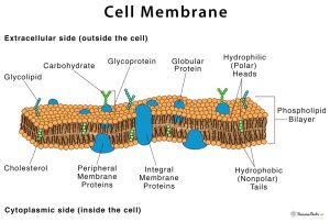 Cell Membrane: Definition, Structure, & Functions with Diagram