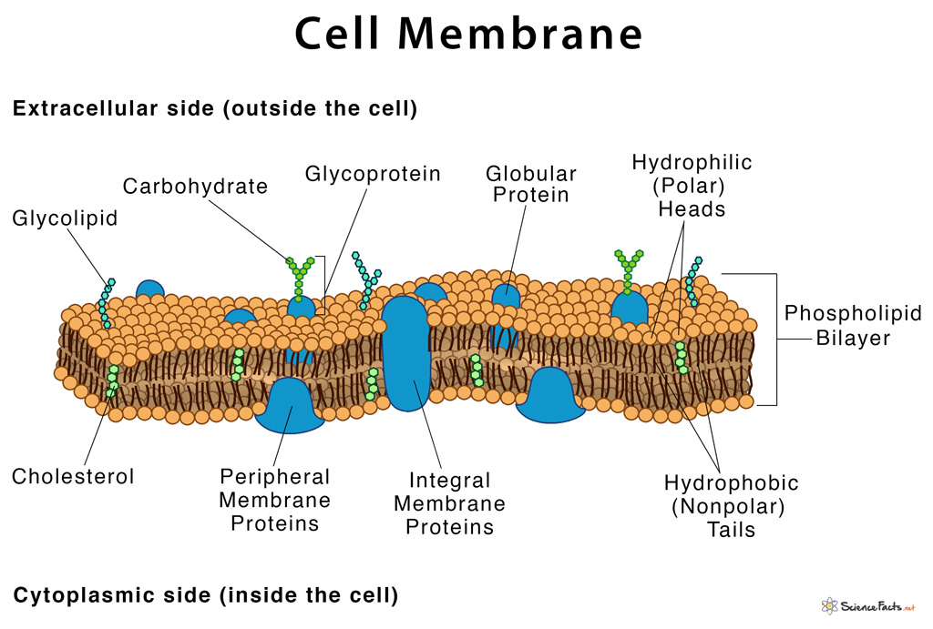 Labelled Diagram Of Cell Membrane