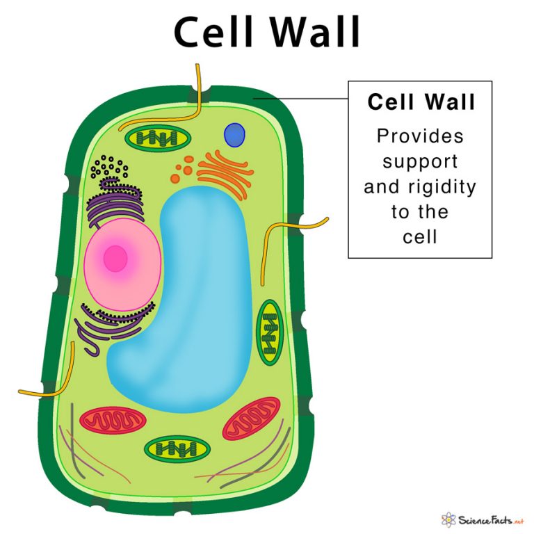 Cell Wall Definition, Structure, & Functions with Diagram