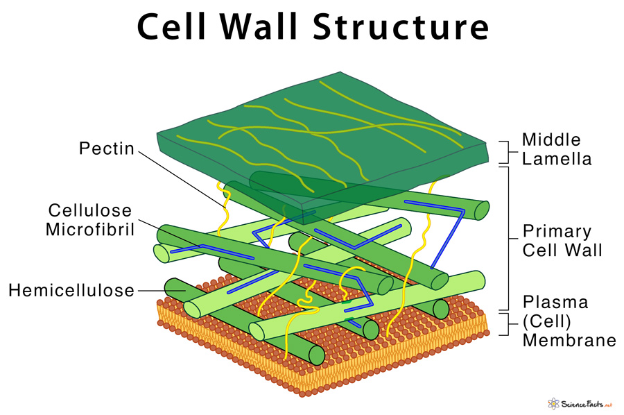 download free cell wall