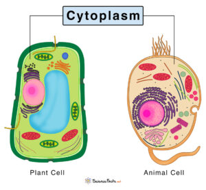 Cytoplasm: Definition, Structure, & Functions with Diagram