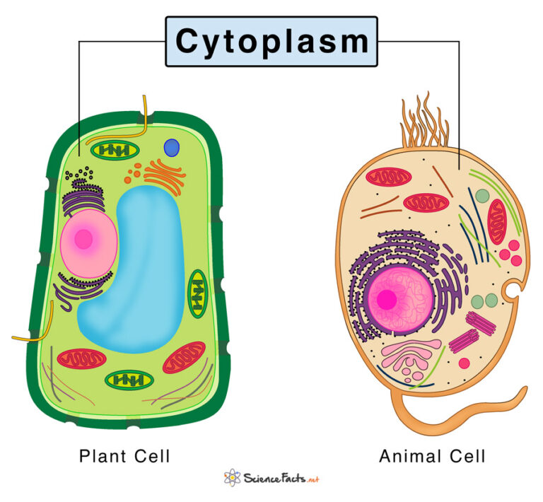 Cytoplasm Definition Structure Functions With Diagram