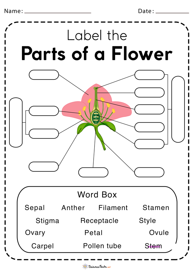 Parts of a Flower Worksheets Free Printable