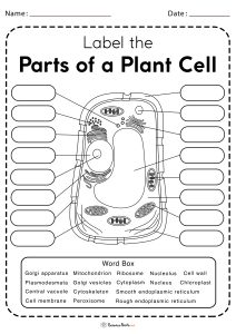 Plant Cell Worksheets - Free Printable