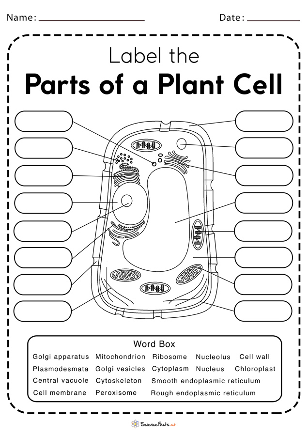 plant-cell-worksheets-free-printable