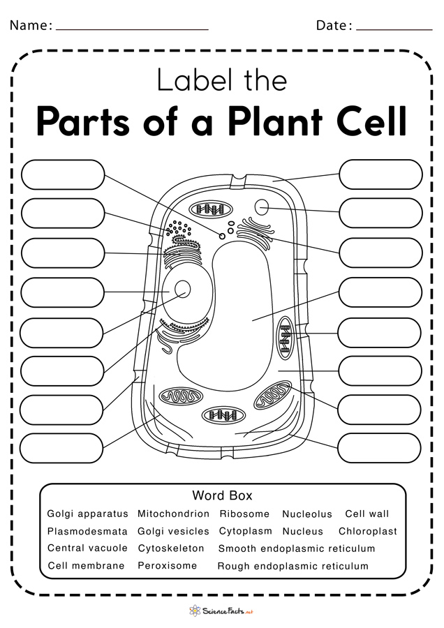 Plant Cell Diagram Worksheet