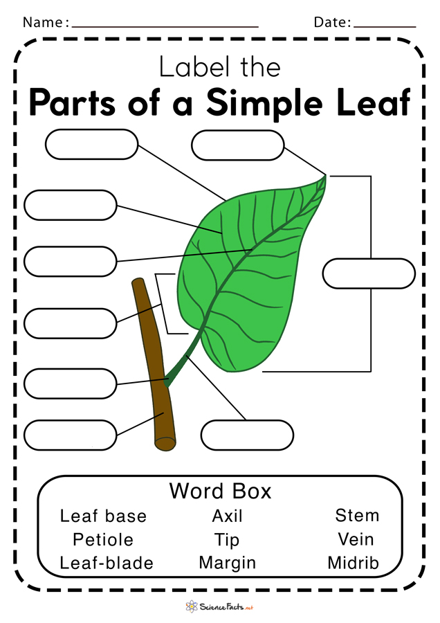 Parts Of A Leaf Worksheets Free Printable