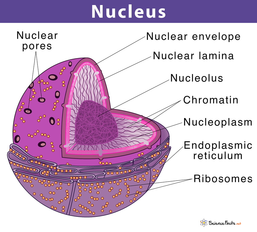 travel outside of the nucleus
