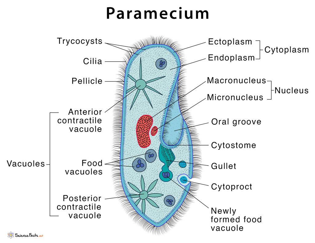 Paramecium Definition, Structure, Characteristics and Diagram