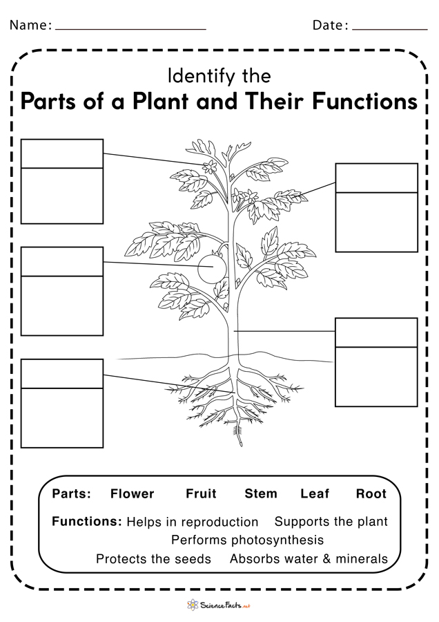 Parts of a Plant Worksheets - Free Printable