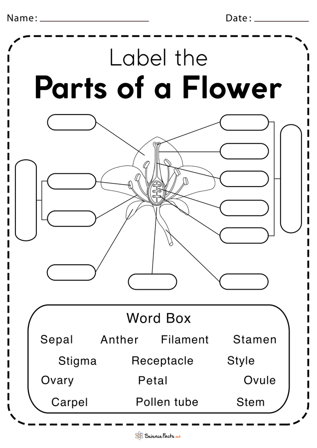 Free Printable Parts Of A Flower Worksheet