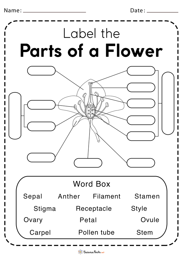 Parts Of A Flower Blank Sheet Home Alqu