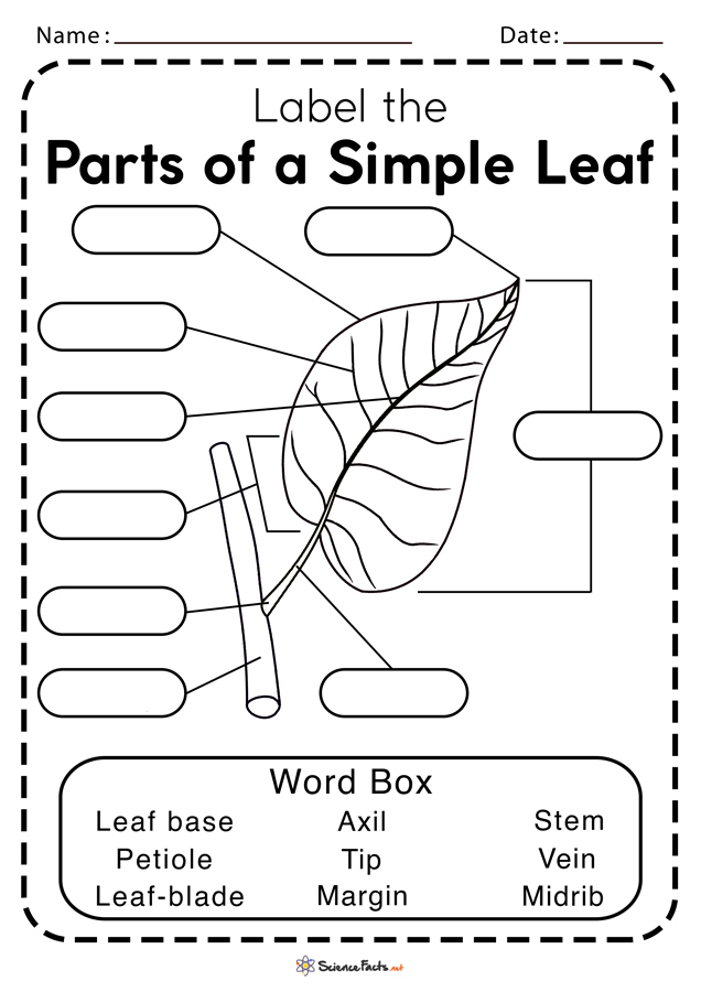 Parts of a Leaf Their Structure and Functions with Diagram