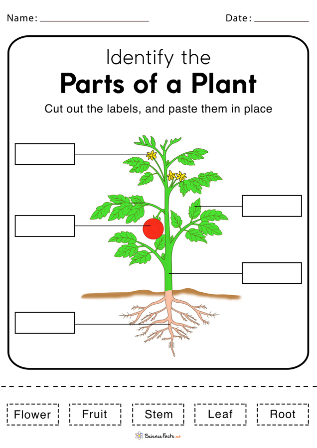 Parts Of A Plant Worksheets Printables