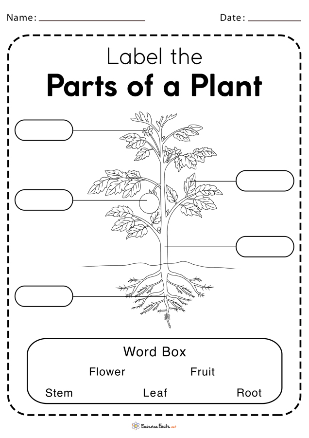 Label The Parts Of A Plant Worksheet For Kids
