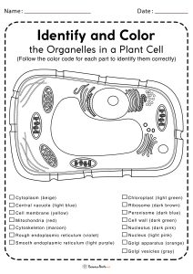 Plant Cell Worksheets - Free Printable