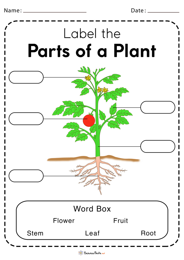 plant diagram for kindergarten