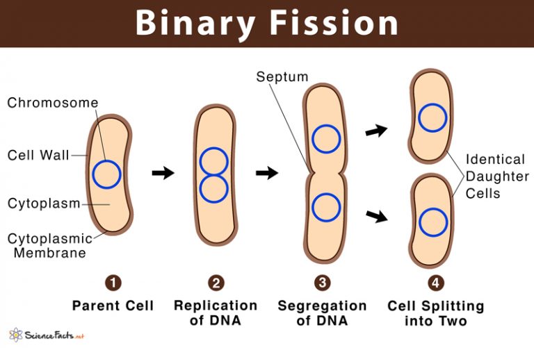 define binary fission quizlet biology
