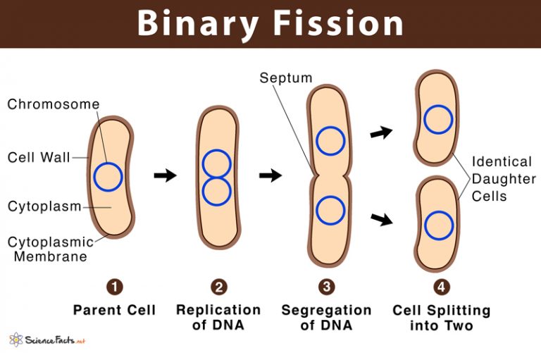 Binary Fission Definition With Examples Diagram