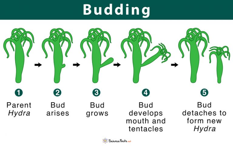 What Does Budding Mean In Chinese