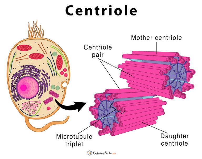 Centriole Definition, Structure, & Functions, with Diagram
