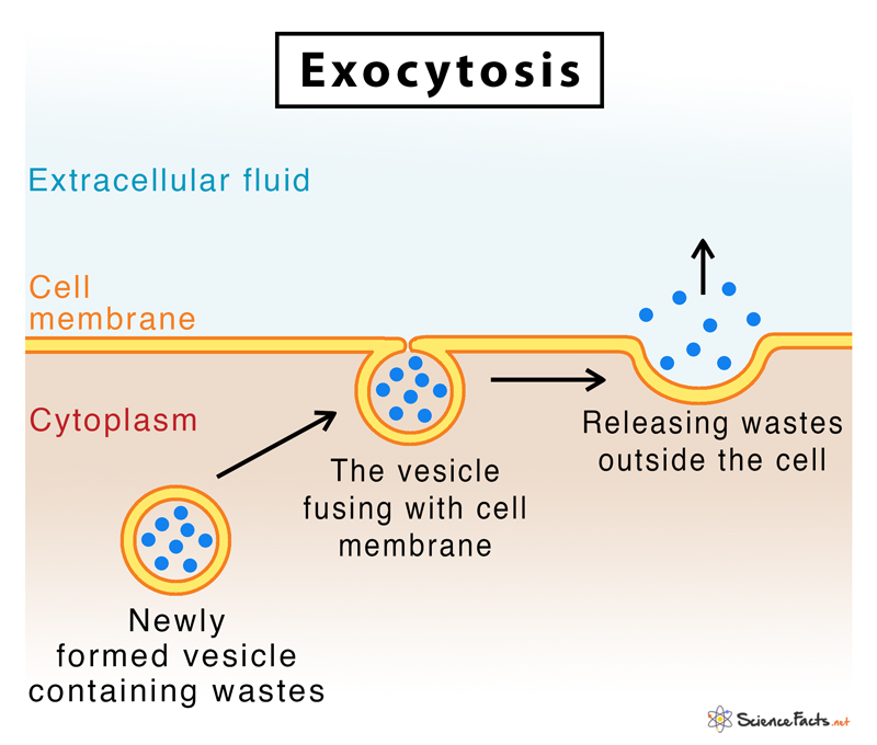 Exocytosis Definition Functions With Examples Diagram