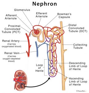 Nephron Parts Structure Diagram 288x300 