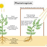 Osmosis: Definition and How Does it Occur (with Diagram)