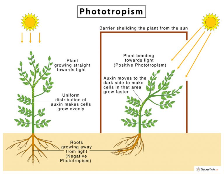 Phototropism Definition And Steps With Diagram