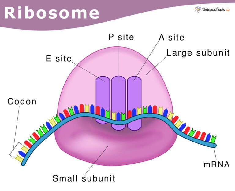 Ribosomes Definition Structure Functions With Diagram