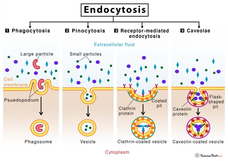 Endocytosis: Definition, Types, & Examples with Diagram