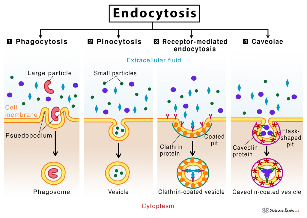 Endocytosis Definition Types Examples With Diagram