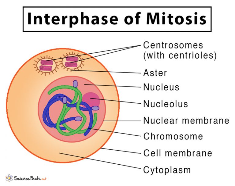 Interphase Mitosis Diagram