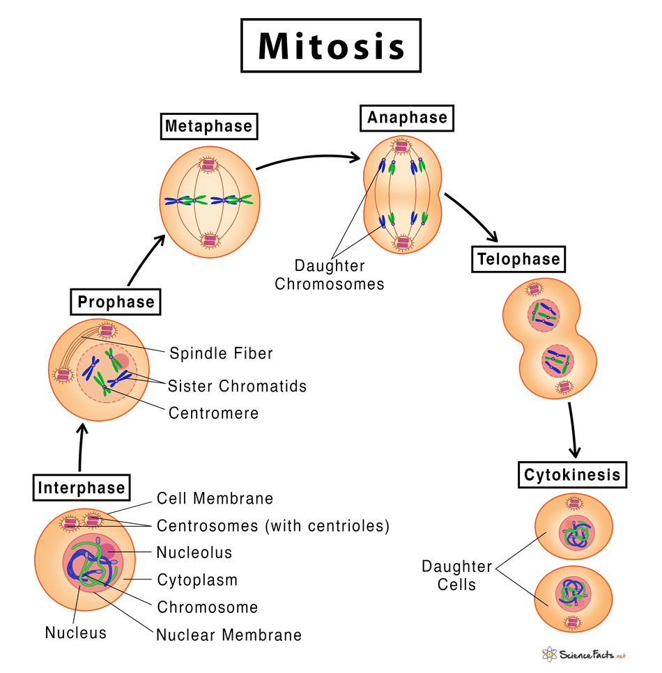 anaphase of mitosis diagram