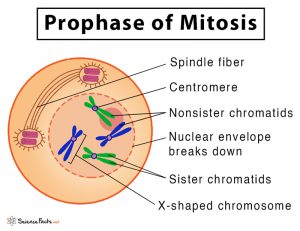 prophase in mitosis