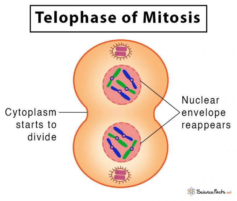 Mitosis: Definition, Stages, & Purpose, with Diagram