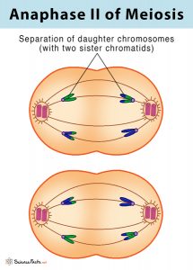 Meiosis: Definition, Stages, & Purpose with Diagram