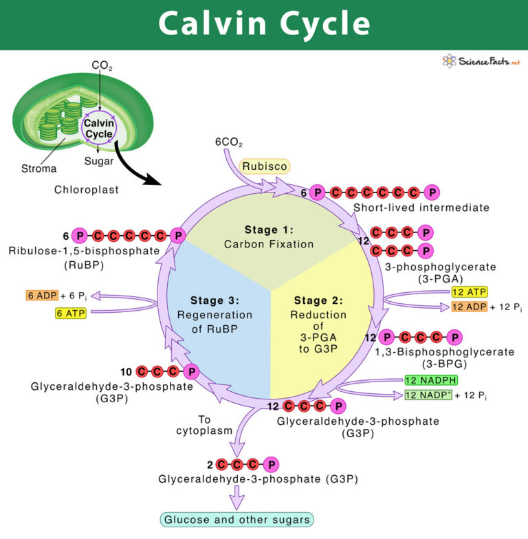 What Happens In The Calvin Cycle And Where Does It Happen