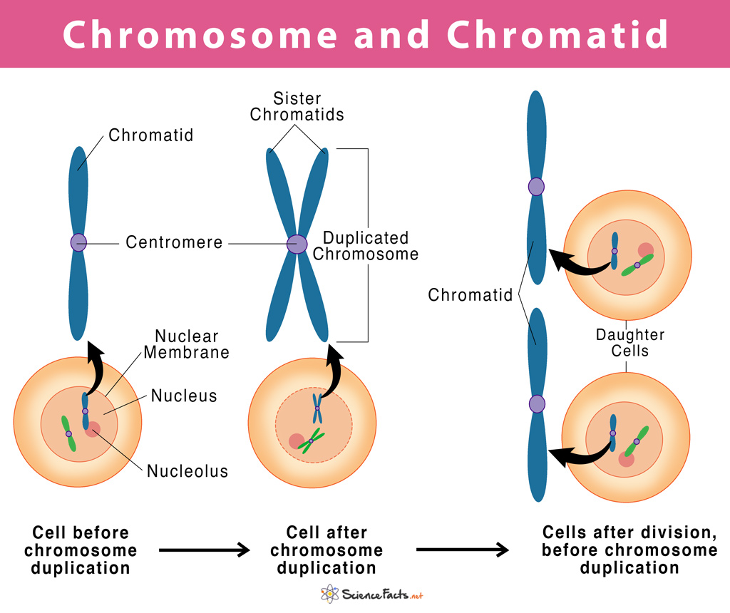 Chromosome Vs Chromatid