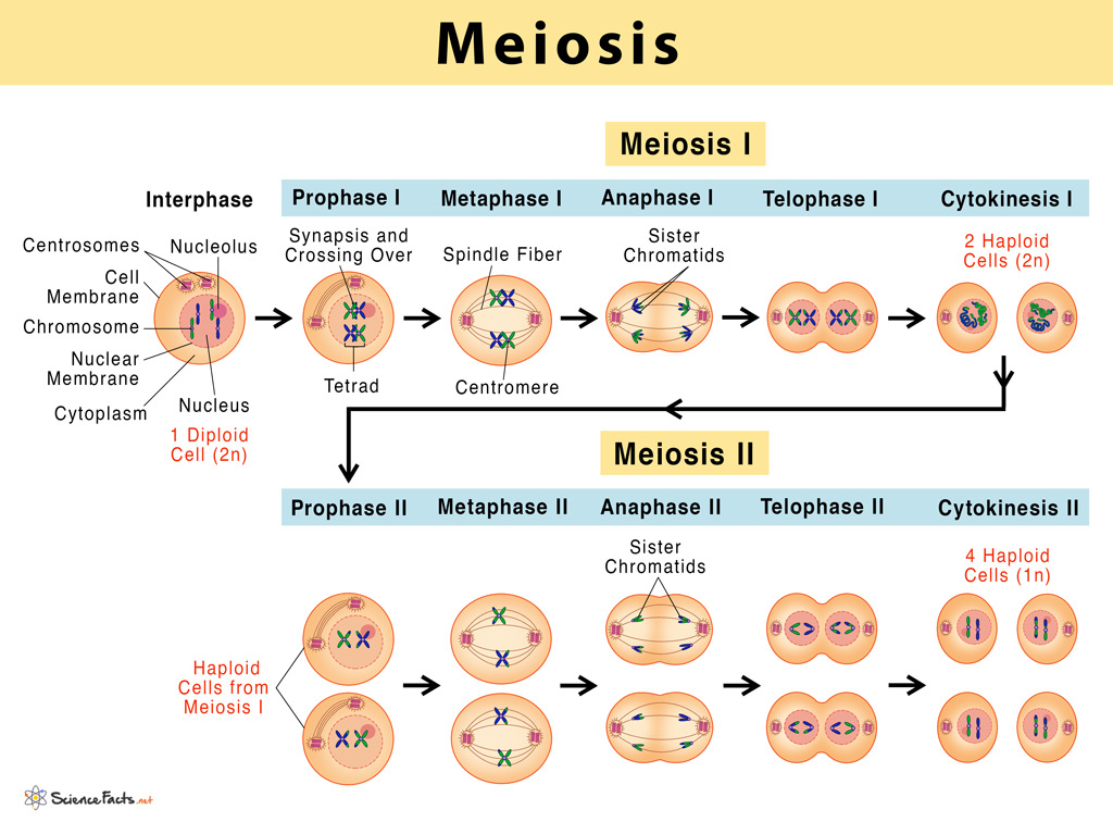 🏷️ 4 Stages Of Meiosis The Process Of Meiosis 2022 10 18