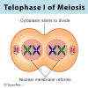 Meiosis: Definition, Stages, & Purpose with Diagram