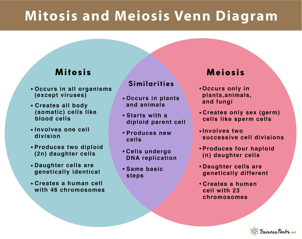 Mitosis And Meiosis Venn Diagram 