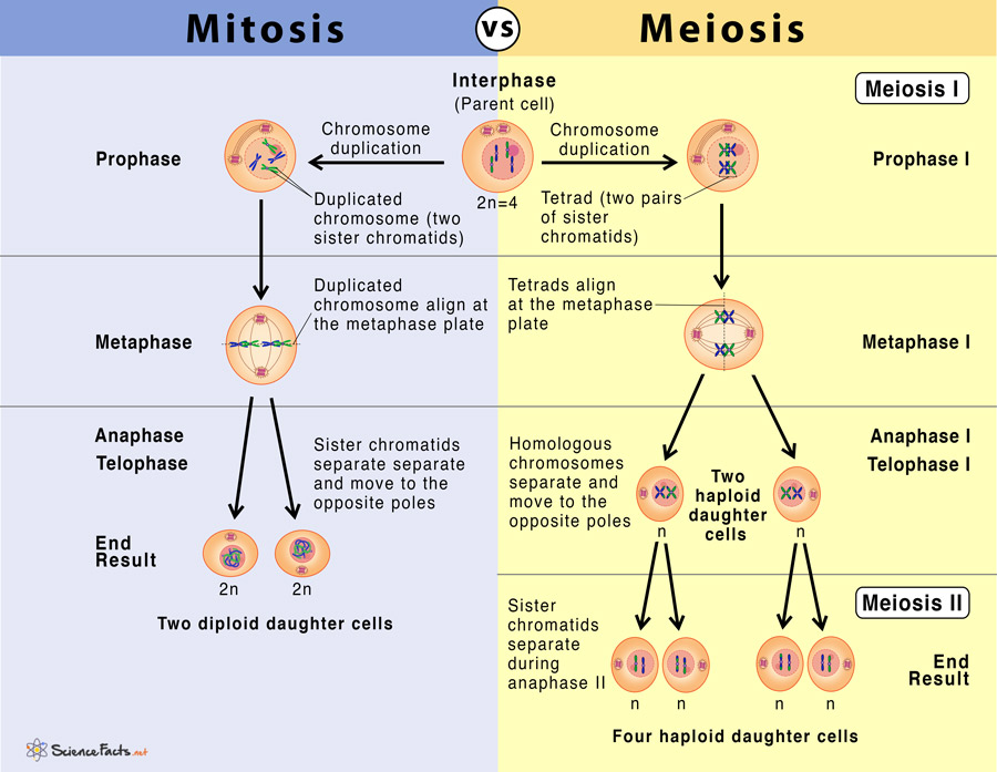 Mitosis Vs Meiosis Diagram Chart 