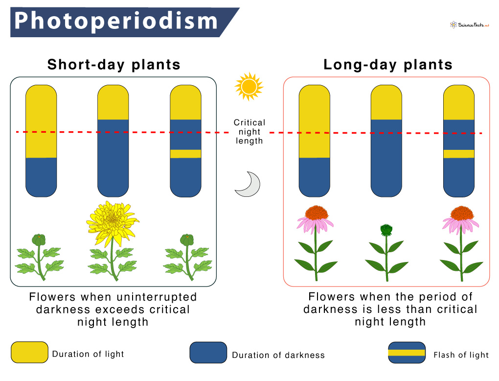 Photoperiodism Definition Meaning Importance With Diagram