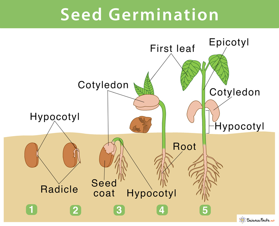 germination of seeds