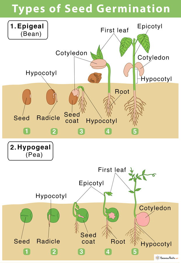 Seed Germination Definition Steps Factors Affecting Them