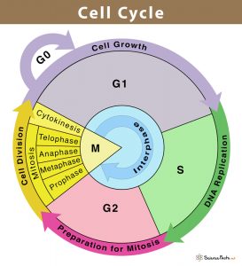 Cell Cycle: Definition, Phases, and Diagram