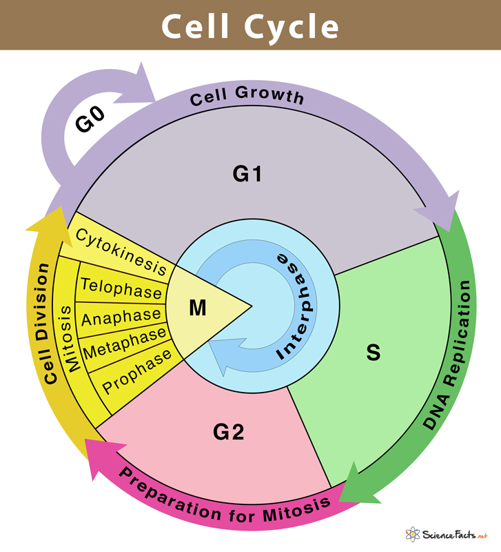 Установите последовательность процессов жизненного цикла клетки. Клеточный цикл. Клеточный цикл диаграмма. Cell Cycle. Cell Cycle phases.