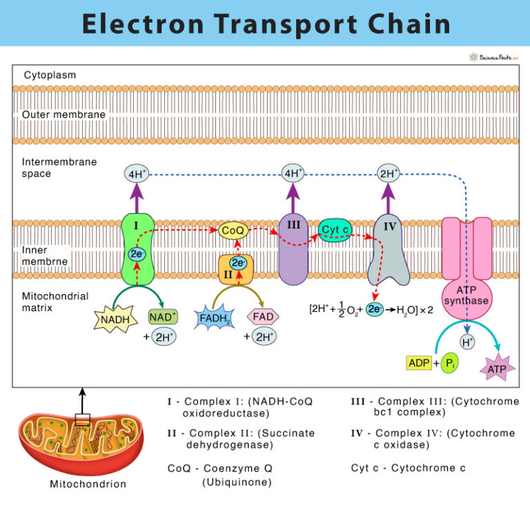 electron transport chain mechanism in mitochondria